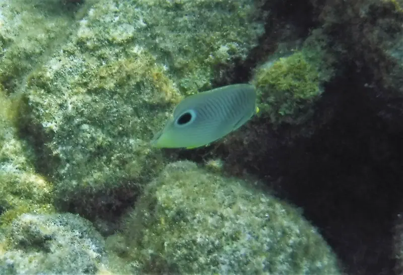 Four-eyed butterflyfish (Chaetodon capistratus)