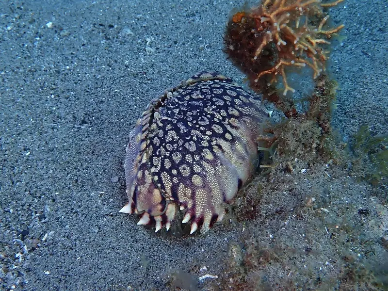 Ocellated box crab (Calappa ocellata)