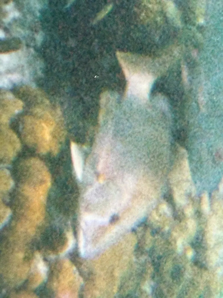 Dog snapper (Lutjanus jocu)