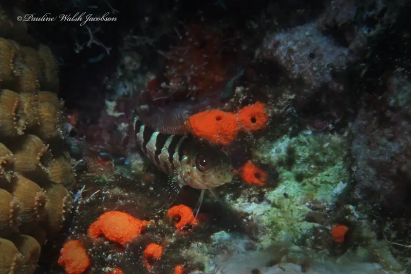 Saddled blenny (Malacoctenus triangulatus)