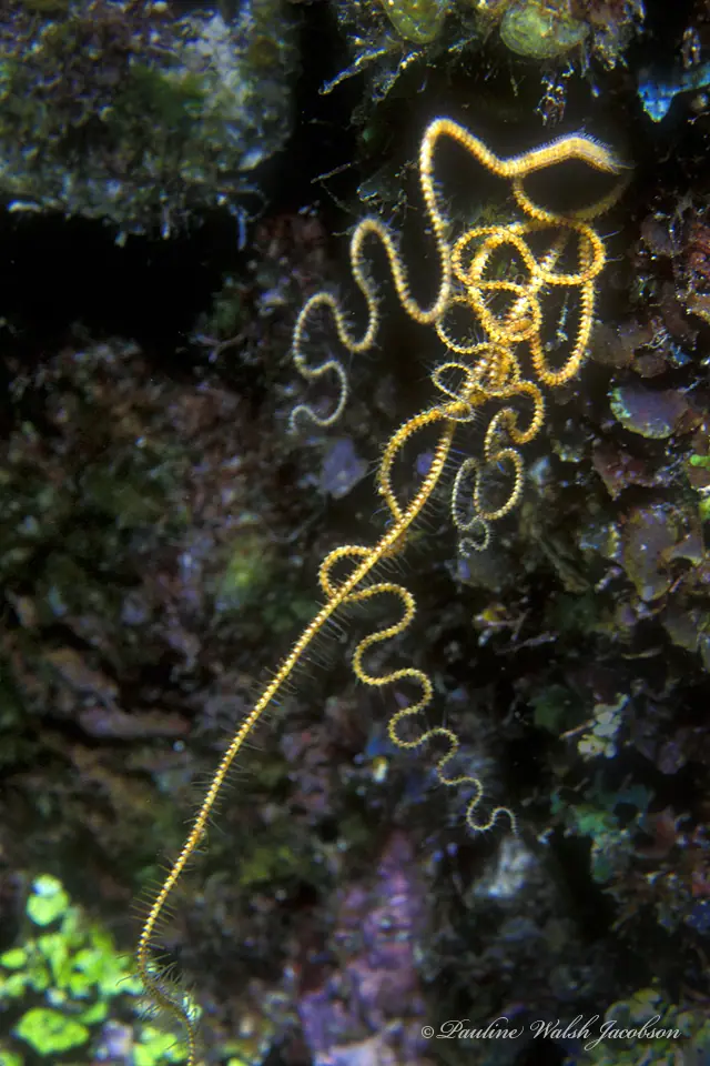 Crevice brittle star (Ophiopsila riisei)