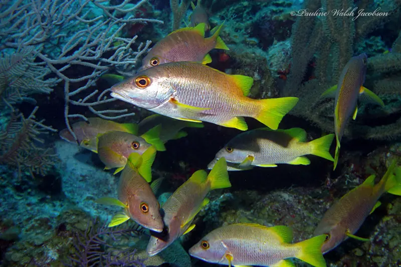 Schoolmaster snapper (Lutjanus apodus)