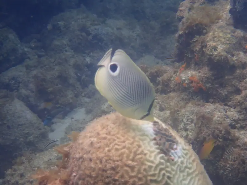 Four-eyed butterflyfish (Chaetodon capistratus)