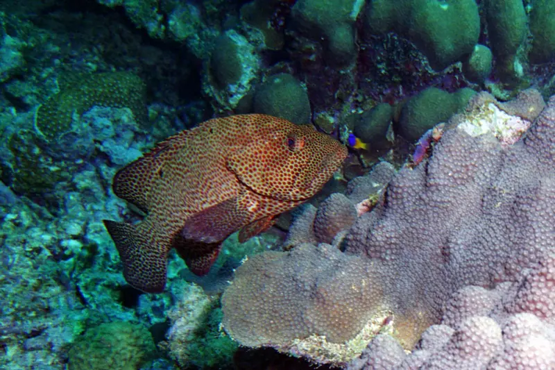 Graysby (Cephalopholis cruentata)