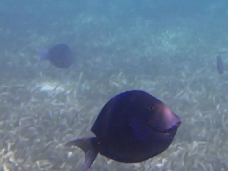 Atlantic blue tang (Acanthurus coeruleus)