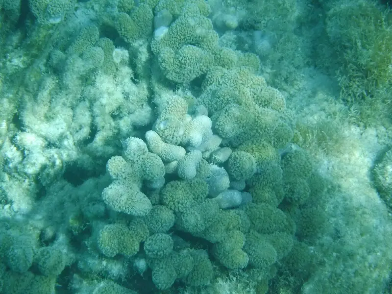Finger coral (Porites porites)