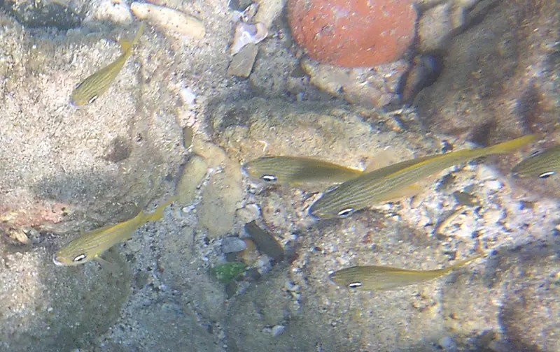 French grunt (Haemulon flavolineatum)