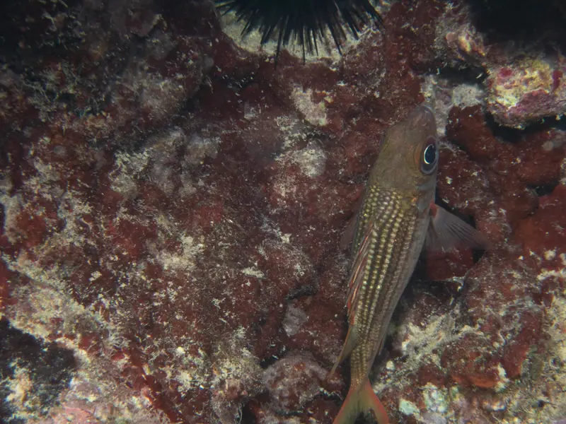 Dusky squirrelfish (Neoniphon vexillarius)