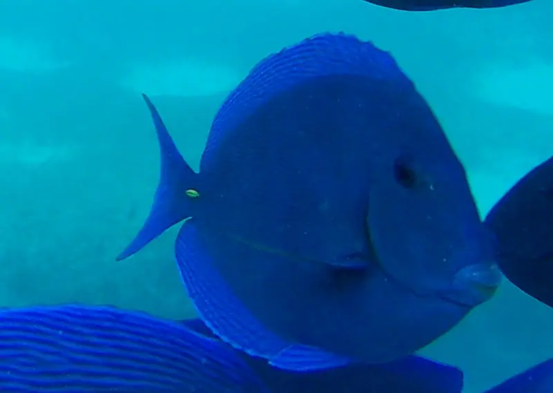 Atlantic blue tang (Acanthurus coeruleus)