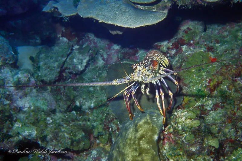 Caribbean spiny lobster (Panulirus argus)