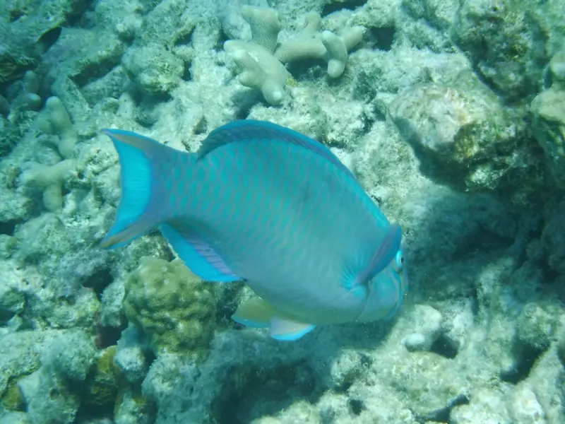 Queen parrotfish (Scarus vetula)