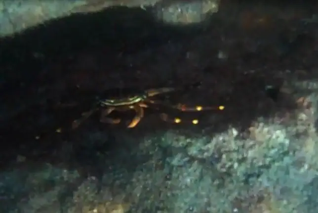 Nimble spray crab (Percnon gibbesi)
