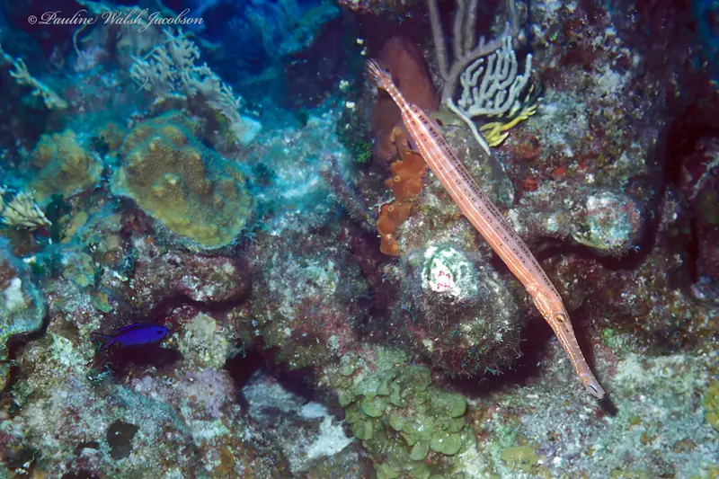 Western atlantic trumpetfish (Aulostomus maculatus)
