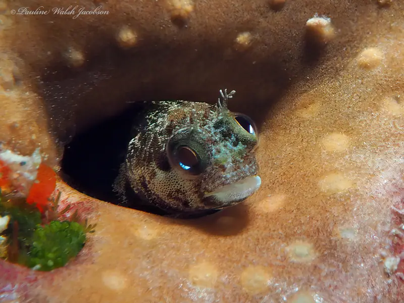 Secretary blenny (Acanthemblemaria maria)