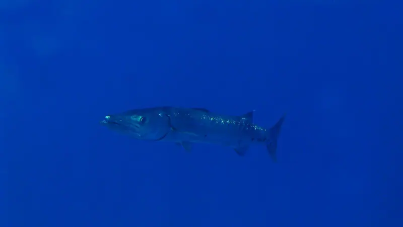 Great barracuda (Sphyraena barracuda)
