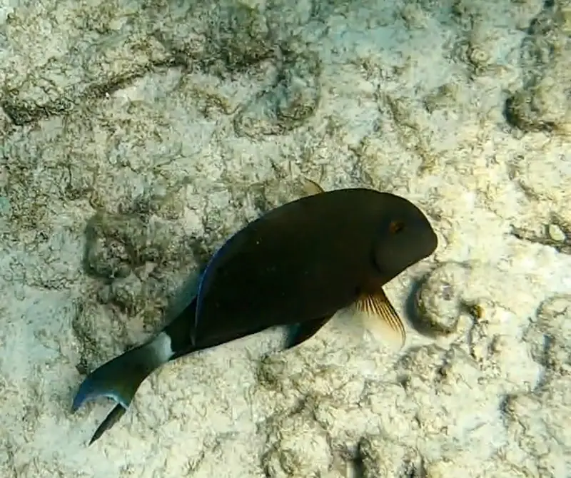 Caribbean ocean surgeonfish (Acanthurus tractus)
