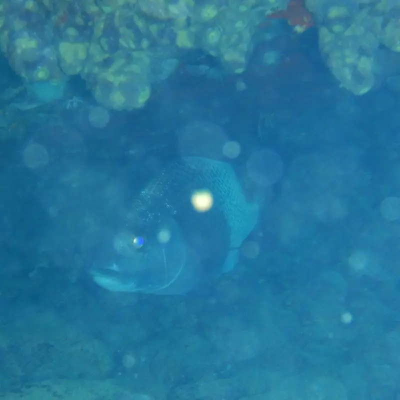 Black margate (Anisotremus surinamensis)