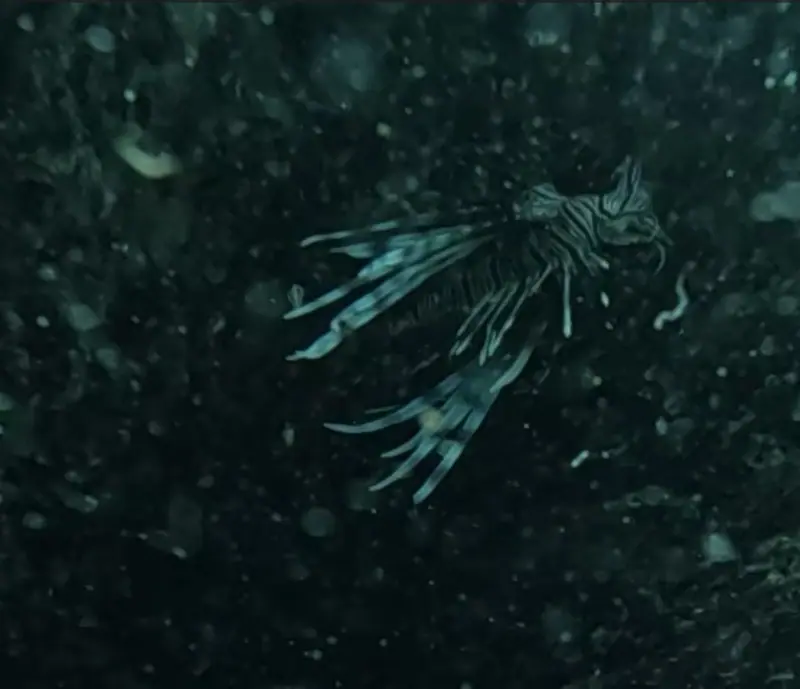 Common lionfish (Pterois volitans)