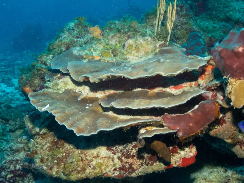 Graham's sheet coral (Agaricia grahamae)