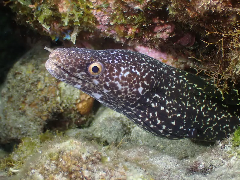 Spotted moray (Gymnothorax moringa)