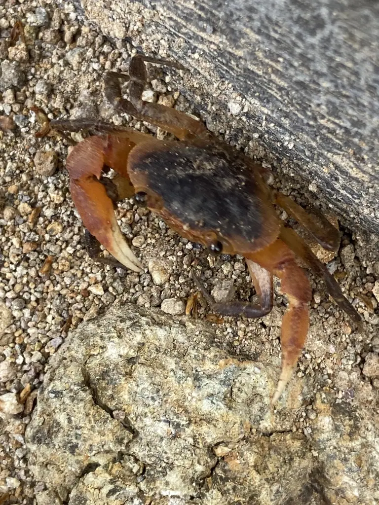 Cyrique (Guinotia dentata)