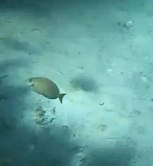 Caribbean ocean surgeonfish (Acanthurus tractus)