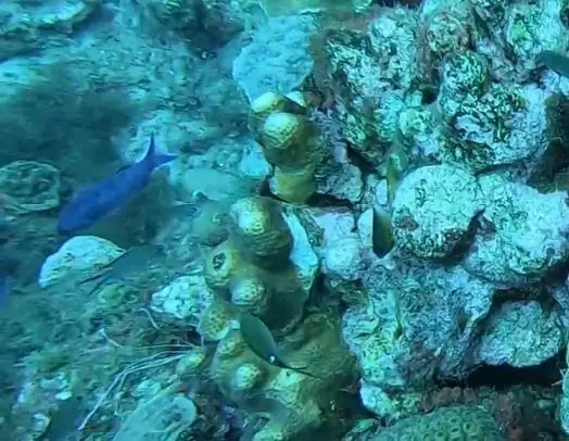 Creole wrasse (Bodianus parrae)