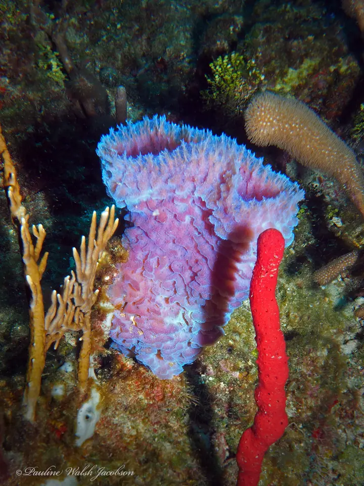 Azure vase sponge (Callyspongia plicifera)