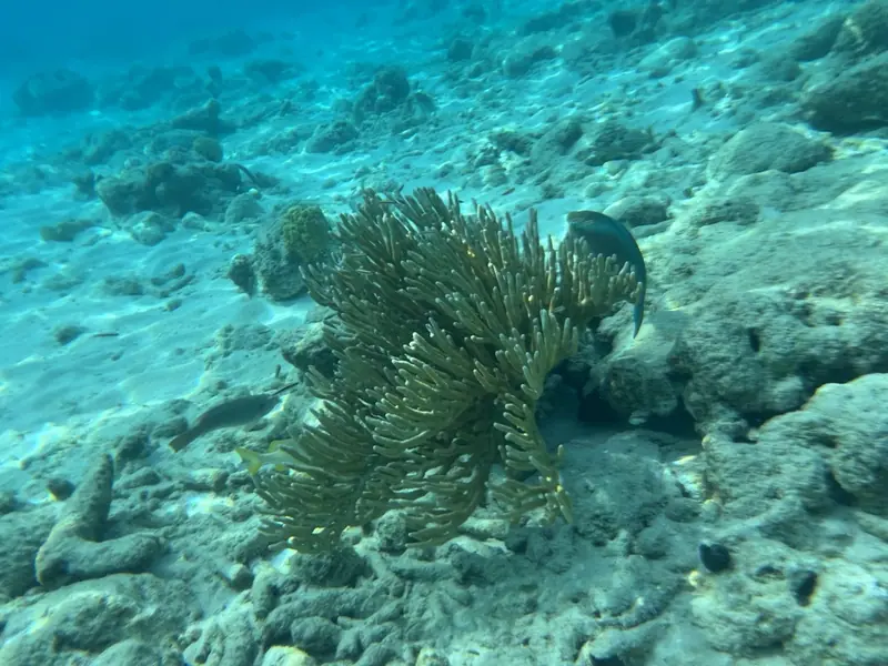 Caribbean sea whip (Plexaura homomalla)