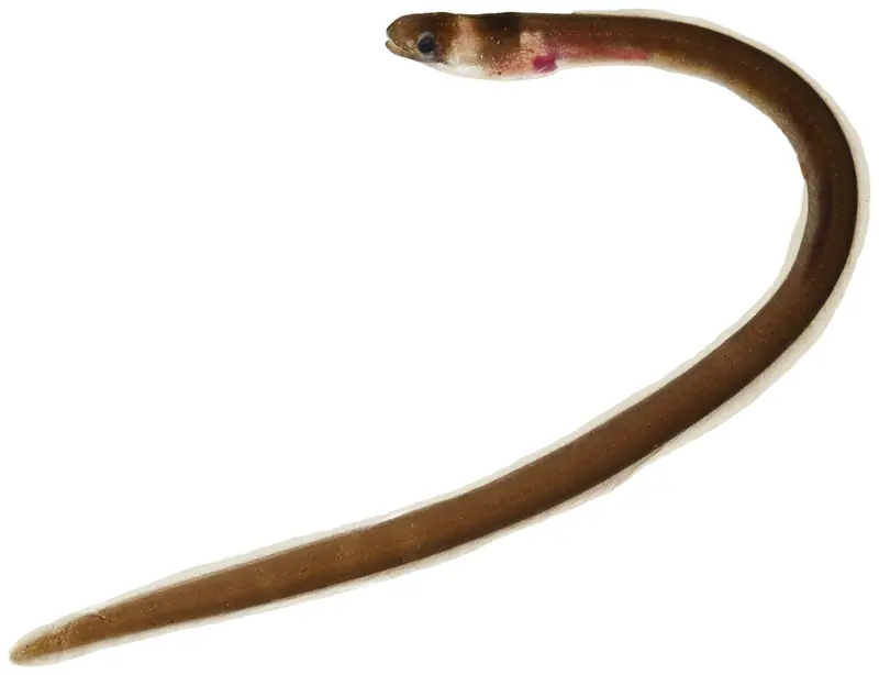 Collared Eel