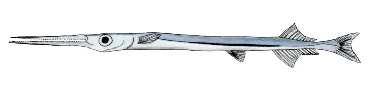 Keeltail needlefish
