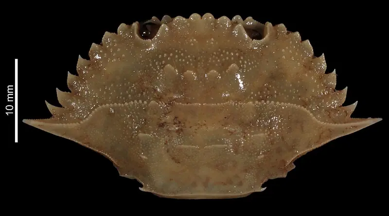Laleonectes vocans