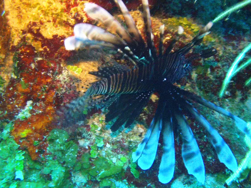 Lionfish - The reef destroyer