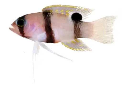 Banded Basslet