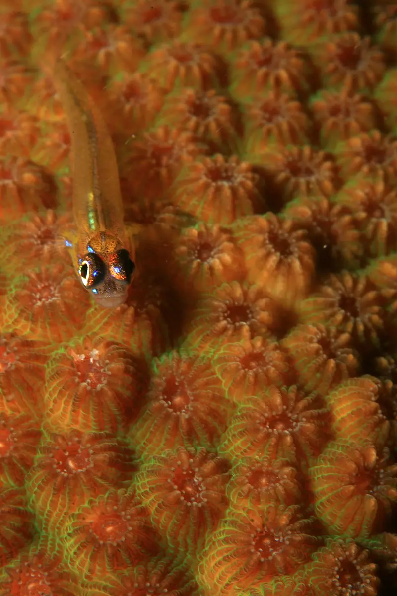 Living on a Coral Reef