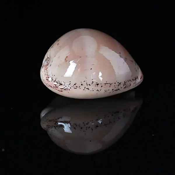 Atlantic gray cowrie