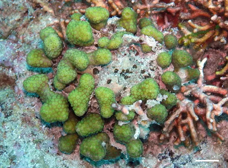 Ten-ray Star Coral