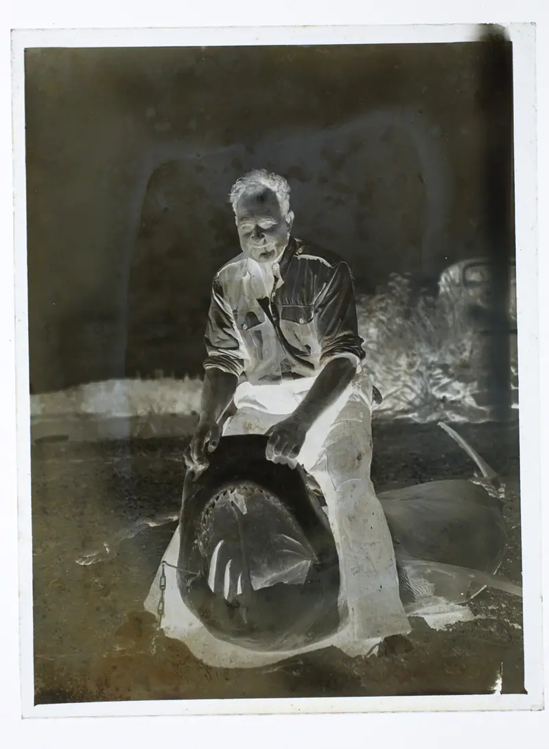 Man holding open a shark's mouth (AM 84601-2)