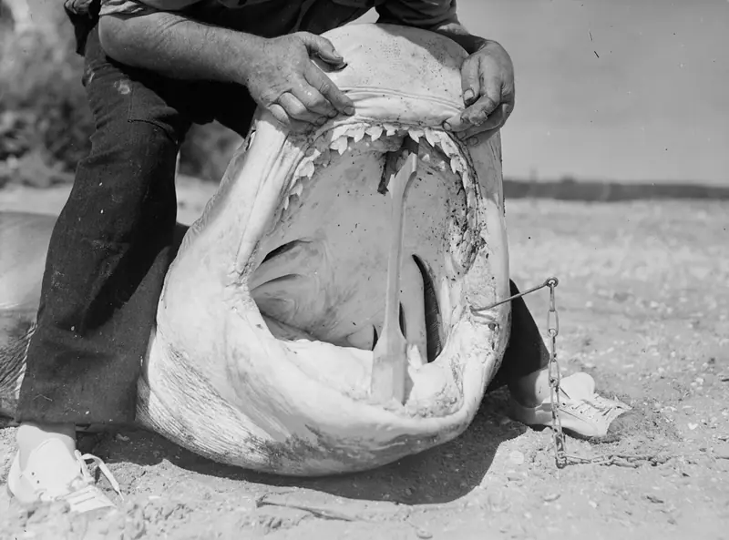 Man with hands on a shark's mouth (AM 84602-1)