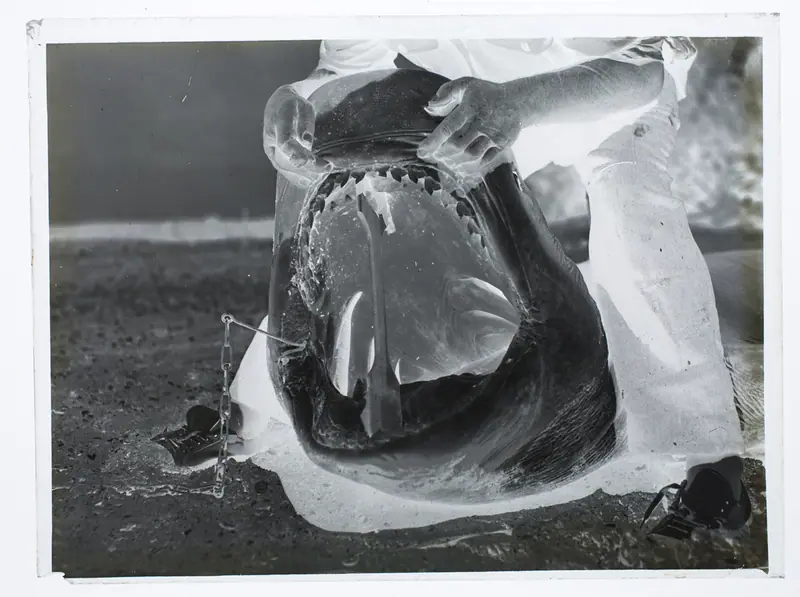Man with hands on a shark's mouth (AM 84602-2)