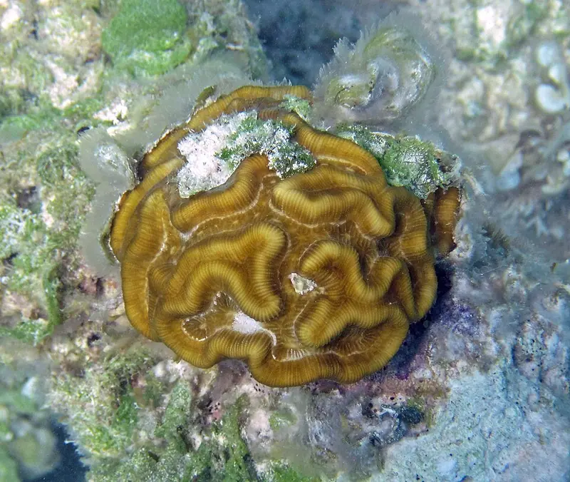 Rose Coral