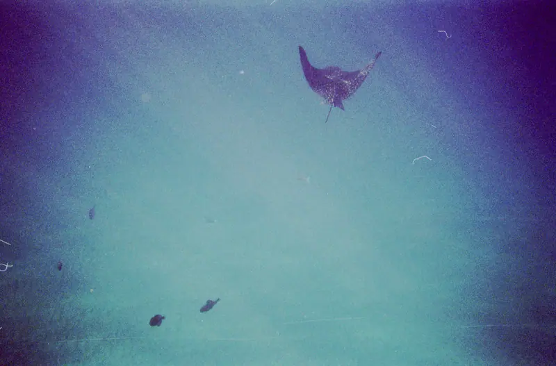 Manta Ray Black Rock Maui - Flickr - Joe Parks