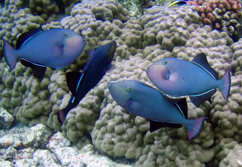 Black triggerfish