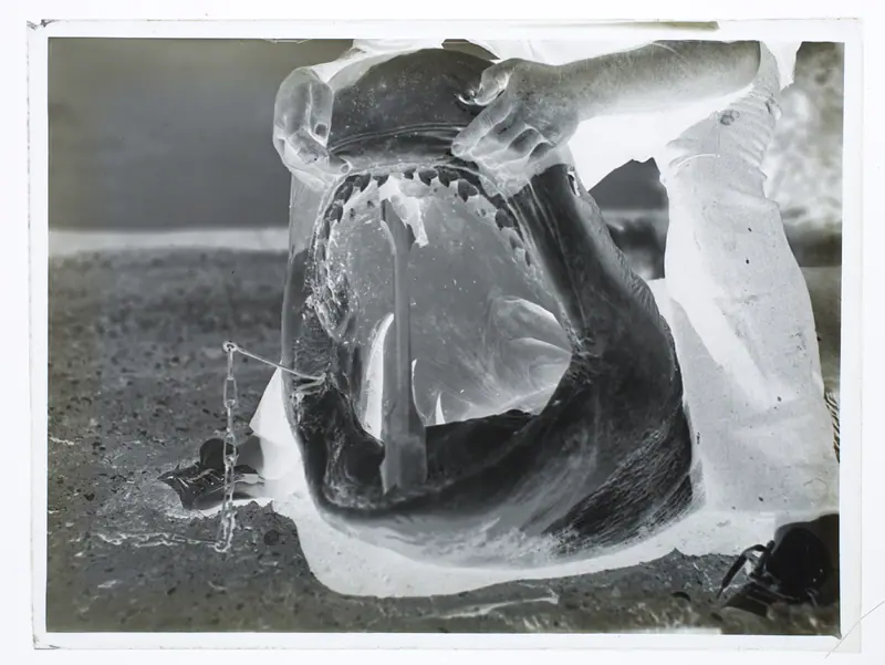 Men with hands on a shark's mouth (AM 84605-2)