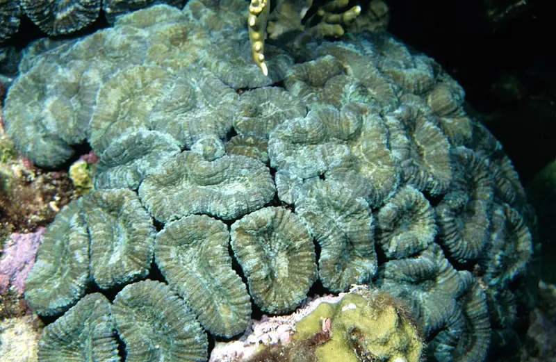 Spiny Flower Coral