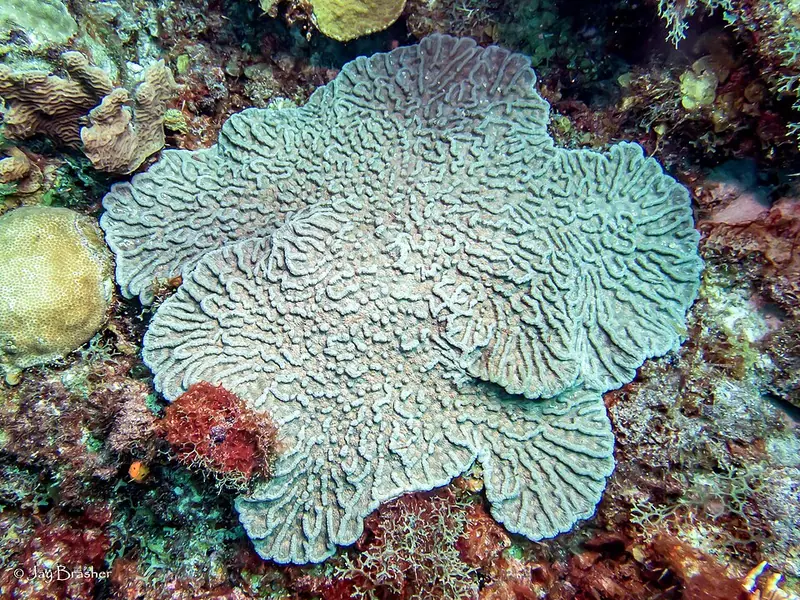 Rough cactus coral