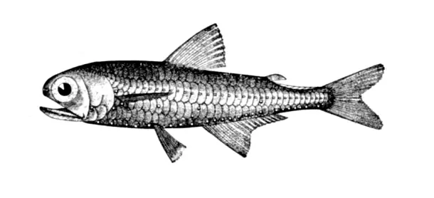 Metallic lanternfish