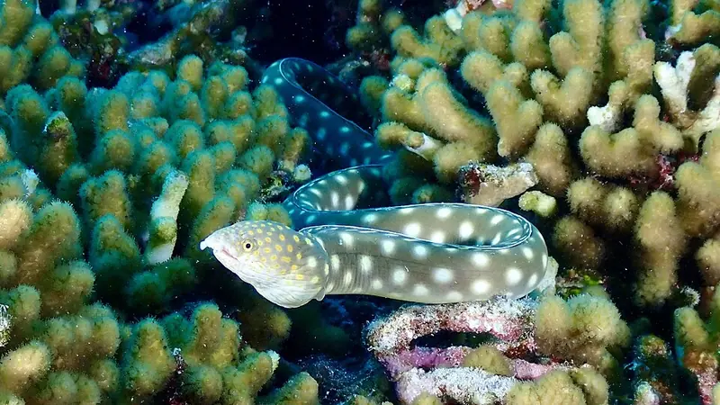Sharptail Eel