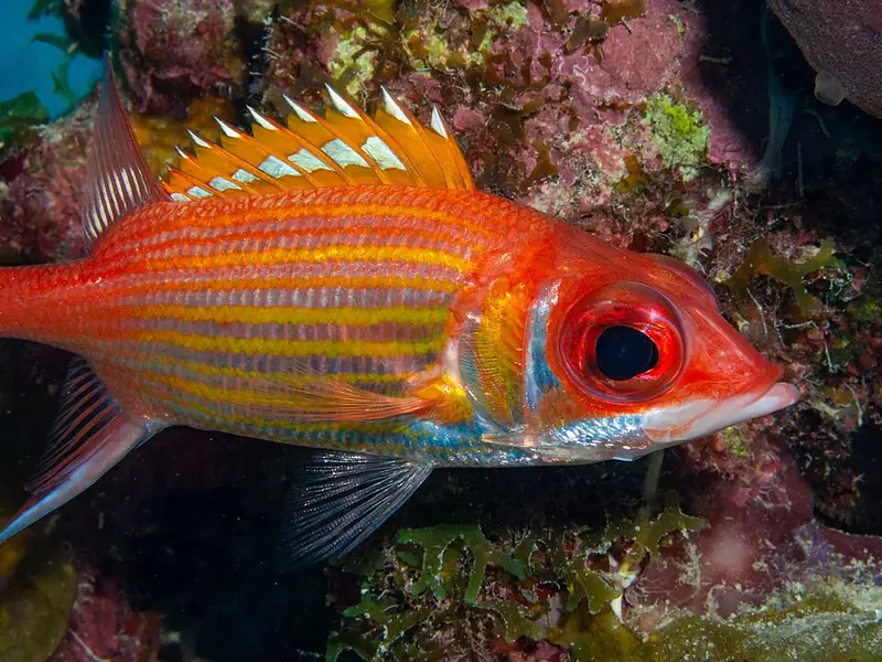 Longjaw Squirrelfish
