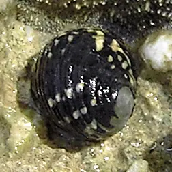 Checkered nerite